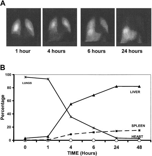 Figure 7. Trafficking of α-GalCer–pulsed MoDCs. (A) Gamma-camera images demonstrating distribution of Indium111-oxine–labeled α-GalCer–pulsed MoDCs at 1, 4, 6, and 24 hours after intravenous infusion. (B) Relative distribution of α-GalCer–pulsed MoDCs in various organs following intravenous administration.