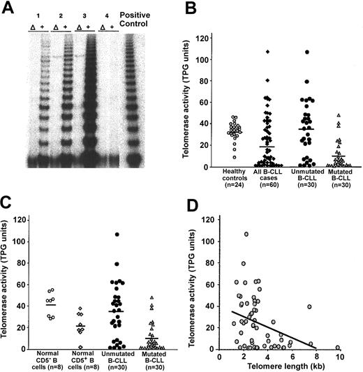 Figure 3. Estimation of telomerase activity by TRAP. (A) Representative profiles of TRAP assay performed using B-cell lysates prepared from 4 B-CLL patients. Each lysate was tested before (+) and after (Δ) heat inactivation. Samples 1, 2, and 3 expressed various levels of telomerase, whereas sample 4 lacked telomerase activity. A positive control assay was performed with each assay. (B) Telomerase activity was quantified in purified B-cell populations from 60 B-CLL patients and 24 aging healthy donors. Telomerase activity of B-CLL cells grouped as a whole was not different than that detected in B cells from healthy subjects. Unmutated cells from B-CLL patients expressed significantly elevated telomerase activity compared with mutated cells from B-CLL patients (P < .001). Telomerase activity of unmutated B cells from B-CLL patients did not differ significantly from that observed in the group of healthy donors. When compared independently, the mutated cells displayed significantly lower telomerase activity than B cells from healthy donors (P < .001). (C) Telomerase activity of flow-sorted B-cell subsets (CD19+CD5+ and CD19+CD5–) from 8 aging healthy subjects compared with that from B cells of unmutated and mutated B-CLL (n = 30 each). Mutated B-CLL exhibited significantly lower telomerase activity than unmutated B-CLL (P < .001) and normal B-cell subsets (P < .01). (D) Scatter plot of mean telomere length compared with telomerase in entire cohort of B-CLL patients. There was a significant indirect correlation between mean telomere length and telomerase in the entire cohort of B-CLL patients (P = .043); however, the correlation of these 2 parameters did not reach statistical significance when the B-CLL patients were analyzed as individual subgroups (P = .067 for unmutated and P = .079 for mutated).