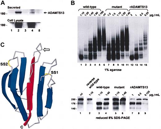 Figure 2. Expression and activity of the ADAMTS13 mutant. (A) COS-7 cells were transfected with plasmids encoding wild-type or mutant ADAMTS13. The ADAMTS13 in the conditioned media (top panel) and cell lysates (bottom panel) were analyzed by Western blotting. Controls were cells transfected with empty vector (lane 1), wild-type cDNA (lane 3), or mutant cDNA (lane 5) inserted in the reverse orientation. The band density of the secreted mutant (lane 4) was about 14% of the wild-type protein (lane 2). (B) ADAMTS13 activity in the conditioned medium of the transfected COS-7 cells was assayed using purified VWF. Reactions were resolved on 1% agarose and visualized by autoradiography (top panel) and 8% SDS-PAGE under reducing conditions and visualized by Western blotting (bottom panel). Purified rADAMTS13 (lanes 12-15 top panel; 7-9 bottom panel) was used to calibrate the assay. Wild-type conditioned medium (lanes 1-5 top panel; 3 and 4 bottom panel) had about 0.36 μg/mL VWF-cleaving proteinase activity, whereas mutant conditioned medium (lanes 7-11 top panel; 5 and 6 bottom panel) had about 0.04 μg/mL activity. Conditioned medium of cells transfected with wild-type ADAMTS13 cDNA in the reverse orientation had no activity (lane 2 bottom panel). Based on a secretion efficiency of 14% (panel A), the VWF-cleaving proteinase activity of the mutant was about 85% of the wild-type protein. (C) A 3-dimensional representation of the structure of acidic seminal fluid protein illustrating the CUB domain architecture. The β strands are shown as ribbons (blue) and the connecting loops as Cα traces (gray). The expected position of the free cysteine in the first CUB domain of ADAMTS13 is indicated with an arrow. The side chains of disulfides (SS1 and SS2) are shown in yellow. Note that SS2 can exist in the reduced dithiol form in the acidic seminal fluid protein and is absent from the second CUB domain in ADAMTS13. The 2 central β strands that are predicted to be deleted in the first or second CUB domain of ADAMTS13 as a result of the 3769-3770insT or 4143-4144insA mutation, respectively, are shown in red. C indicates C-terminus.