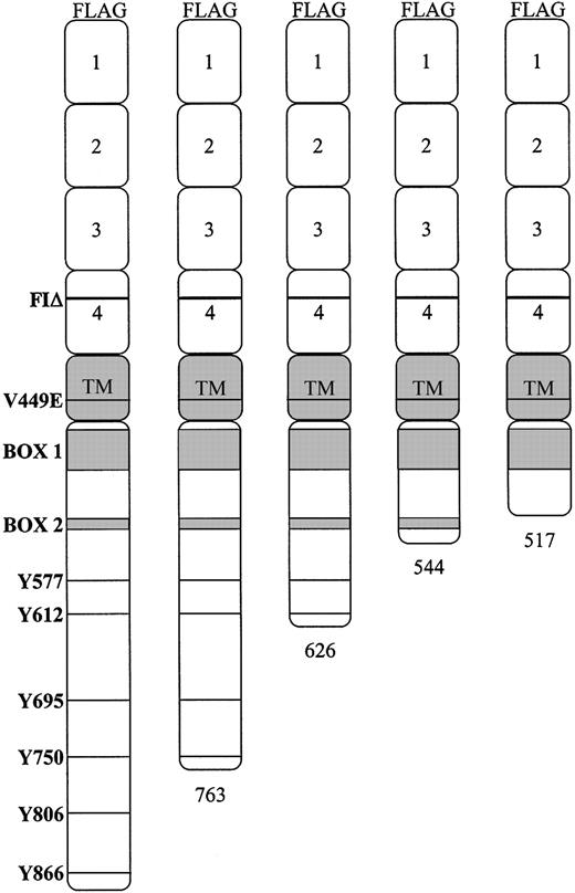 Figure 1. Schematic representation of the hβc. The positions of the activated mutants and the 6 distal cytoplasmic tyrosine residues are indicated. The cytoplasmic truncations, made in combination with each of the V449E and FIΔ activated mutants, are depicted relative to the full-length cytoplasmic domain.