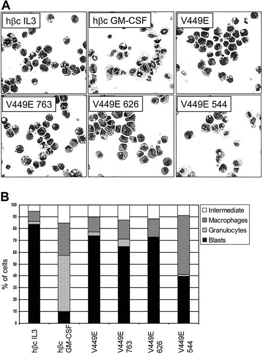 Figure 3. Morphology of cells expressing C-terminal truncations of the V449E activated mutant. (A) Control cells (expressing wt hβc) were cultured in the indicated growth factors for 5 days. Cells expressing truncations of the activated mutant were cultured in the absence of growth factor for 5 days. At day 5, cells were cytocentrifuged to assess morphology. Original magnification, × 400. (B) Differential counts from cytospins done at day 5. For each sample, 200 cells were scored microscopically for morphology. The combined data from a minimum of 3 independent experiments are shown. The standard error of the mean was less than 10% for all samples.