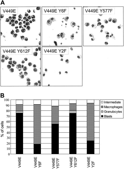 Figure 5. Morphology of cells expressing cytoplasmic tyrosine mutants of the V449E activated mutant. (A) Cells expressing the indicated cytoplasmic tyrosine substitutions were cultured in the absence of growth factor for 5 days and cytocentrifuged to assess morphology. Original magnification, × 400. (B) Differential counts from cytospins done at day 5. For each sample, 200 cells were scored microscopically for morphology. The combined data from a minimum of 3 independent experiments are shown. The standard error of the mean was less than 10% for all samples.