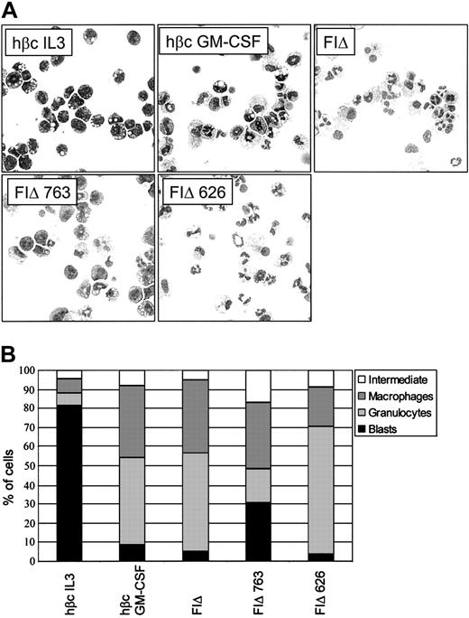 Figure 7. Morphology of cells expressing cytoplasmic truncations of the FIΔ activated mutant. (A) Control cells (expressing wt hβc) were cultured in the indicated growth factors for 5 days. Cells expressing truncations of the activated mutant were cultured in the absence of growth factor for 5 days. At day 5, cells were cytocentrifuged to assess morphology. Original magnification, × 400. (B) Differential counts from cytospins done at day 5. For each sample, 200 cells were scored microscopically for morphology. The combined data from a minimum of 3 independent experiments is shown. The standard error of the mean was less than 10% for all samples.