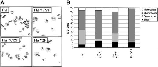 Figure 9. Morphology of cells expressing cytoplasmic tyrosine mutants of the FIΔ activated mutant. (A) Cells expressing the indicated cytoplasmic tyrosine substitutions were cultured in the absence of growth factor for 5 days and cytocentrifuged to assess morphology. Original magnification, × 400. (B) Differential counts from cytospins done at day 5. For each sample, 200 cells were scored microscopically for morphology. The combined data from a minimum of 3 independent experiments is shown. The standard error of the mean was less than 10% for all samples except for FIΔ Y577F blasts (SEM = 14.7%), and FIΔ Y577F macrophages (SEM = 18.4%).