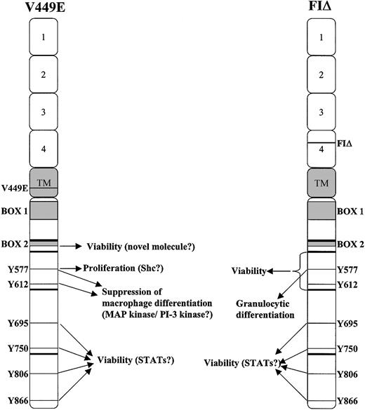Figure 10. Summary of the effects on FDB1 cells of V449E and FIΔ mutational analysis.