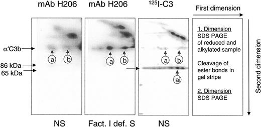 Figure 1. mAb H206 recognized α′C3b released by hydroxylamine from C3b-containing complexes. Complement was activated for 3 minutes in either normal serum (NS) or factor I–deficient serum (Fact. I def. S), or in NS supplemented with labeled C3 (125I-C3). Denatured sera were subjected to 2-dimensional SDS-PAGE with a hydroxylamine treatment between the dimensions. Blots from 2-dimensional SDS-PAGE were either incubated with 125I-iodinated mAb H206 (mAb H206) or stained, when originating from samples supplemented with 125I-labeled C3 (125I-C3). Autoradiographs are shown. Conditions and arrangement of the 2-dimensional SDS-PAGE are given at the right-hand side. The circled a and b mark the position of the reduced form of known C3b-containing complexes: complex b represents α′C3b2, originating from dimeric C3b and complex a has earlier been identified as α′C3b2-HC, originating from a C3b2-IgG complex14; ai denotes the inactivated form of complex a. The position of α′C3b and 2 of its fragments (86 kDa and 65 kDa) are marked.