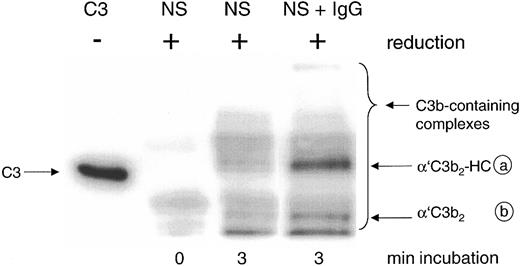 Figure 2. Detection by mAb H206 of C3b-containing complexes formed in normal serum on complement activation in vitro. Complement was activated for the given times in 20% normal serum (NS) or NS supplemented with 10 mg/mL IgG (NS + IgG). Samples were denatured and run along with unreduced C3 (C3, MW 185 kDa) on SDS-PAGE (6% acrylamide) and a blot from this gel was incubated with 125I-iodinated mAb H206. An autoradiograph of the blot is shown, revealing the α′C3b-containing protein complexes migrating above α′C3b (MW 112 kDa) as indicated by the bracket, referring to samples run in reduced form. For an explanation of the circled letters, see Figure 1 legend.