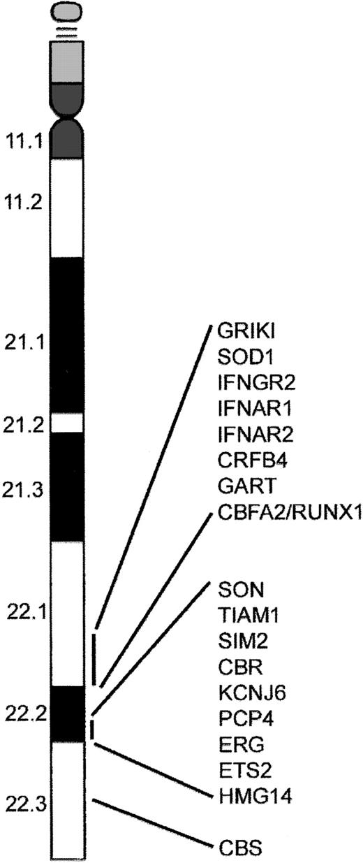 Figure 1. A subset of genes located on chromosome 21. The distal region of chromosome 21 present in 3 copies in cells from children with DS contains several putative leukemogenic genes including RUNX1. In addition, the region 21q22.3 contains the gene that encodes the enzyme cystathionine β-synthase (CBS), which is involved in the metabolism of cytosine arabinoside and may be responsible for increased sensitivity of DS AMKL blasts to this compound.91