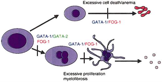 Figure 2. GATA factors in hematopoiesis. Schematic representation of the requirements for GATA-1 and its cofactor FOG-1 during lineage specification and maturation of erythroid cells and megakaryocytes. Vertical bars represent maturation arrest observed in the absence of GATA-1 or FOG-1, as determined by murine gene targeting experiments. GATA-1 is required for differentiation of megakaryocytes and erythrocytes, as well as for mast cells and eosinophils.