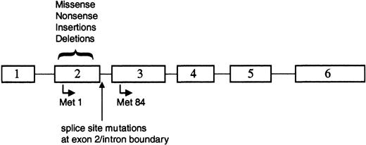 Figure 3. GATA1 is mutated in TMD and AMKL. Positions of the various alterations in GATA1. All of the mutations are located within exon 2 or the proximal nucleotides of the downstream intron. Translation that initiates at Met1 produces the 50-kDa full-length protein, whereas use of the alternate initiation codon at Met84 generates a shorter 40-kDa isoform.