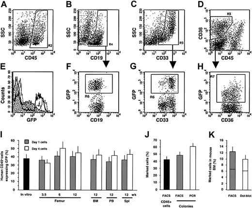 Figure 1. Efficiency of lentiviral transduction into SRCs. (A-H) Multilineage engraftment of human cells in the femur 3.5 weeks after intravenous transplantation into the NOD/SCID mice assessed by flow cytometry. The region 2 (R2) for the CD45+ cells (A) was set and used for the assessment of the CD19+ lymphoid (B, R4) and CD33+ myeloid (C, R5) cells. (D) The region R3 was set to define the CD45–CD36+ erythroid population. The proportion of GFP-expressing cells was determined for lymphoid (F, R6), myeloid (G, R6) and erythroid (H, R7) lineages. (E) GFP expression levels for erythroid (dotted area), lymphoid (black line), and myeloid (gray line) cells are compared. (I) Proportion of GFP+ cells estimated by flow cytometry at day 4 of culture (▪). Kinetics of the contribution of gene-marked cells within the human grafts in the aspirated femur and at the end of experiment in BM, blood (PB), and spleen (Spl) following injection of noncultured cells (day 1, ▦) or cultured cells (day 4, □). Each bar represents the mean (± SE) data of 13 experiments and corresponds to 28 (day 1) and 33 (day 4) mice analyzed. (J) Proportion of the GFP+ cells within the human CD45+ grafts (▪) and percentage of GFP+ human colonies (▦) derived from the same grafts were assayed by flow cytometry. Presence of the provirus in the same colonies was determined by PCR (□). Each bar represents the mean (± SE) data of 4 experiments; 217 colonies obtained from 16 mice given transplants of either day 1 or day 4 cells were analyzed. (K) Percentage of GFP+ cells determined by flow cytometry (▦) and proportion of the same cells carrying the provirus analyzed by dot blot (□) in hematopoietic organs at 12 weeks after transplantation. Each bar represents the mean (± SE) data of 80 samples from 32 mice (8 experiments). Horizontal lines are the median value.