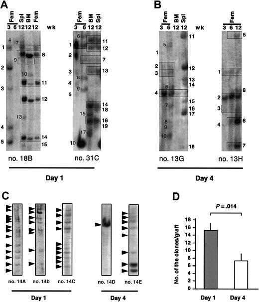 Figure 3. Southern blot analysis for provirus integration sites within the femur, BM, and spleen of NOD/SCID mice engrafted with noncultured and cultured lentivector-transduced cells. Southern blot analysis of the clonal kinetics in mice engrafted with noncultured (A) and cultured (B) cells. Lanes labeled Fem were loaded with DNA from a femur aspirate at the indicated time points, whereas BM and spleen (Spl) lanes contained DNA from these tissues at 12 weeks. Each unique band has been numbered. The presence of the same-sized bands at multiple time points and different hematopoietic tissues is denoted by rectangles. (C) Comparison of the clonal composition within the BM of mice given transplants of day-1 and day-4 cells from the same CB sample and analyzed at 12 weeks. (D) Total number of clones present in femur, BM, and spleen at 12 weeks after transplantation. Each bar represents the mean data (± SE) from the mice (n = 9 for day 1 and n = 6 for day 4) where the number of clones could be determined in all hematopoietic tissues.