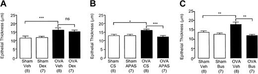 Figure 5. Epithelial thickness in the distal airways of chronically challenged mice. Selected groups of mice were administered (A) dexamethasone (2 mg/kg intraperitoneally thrice weekly before each day of exposure), (B) APAS (0.1 mL undiluted, intramuscularly twice weekly), or (C) busulfan (25 mg/kg intraperitoneally once fortnightly). Lungs were collected 24 hours after the last challenge in week 8. Each bar represents the mean and vertical lines the standard error of the mean. Values in parentheses indicate number of animals per group. *P < .05, **P < .01, and ***P < .001 between selected groups (ns indicates no significance).