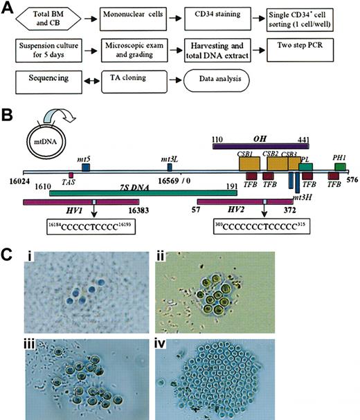 Figure 1. Flow chart, linearized map of mtDNA control region, and single CD34+ clones. (A) Mononuclear cells from BM and CB were separated by density gradient centrifugation and washed twice in phosphate-buffered saline. CD34+ cells were sorted by single cell deposition into 96-well microtiter plates using a phycoerythrin anti-CD34 monoclonal antibody (BD Biosciences), a MoFlo cytometer, and a CyClone automated cloner (Dako-Cytomation) in the 0.5 single drop mode. After 5 days of culture in media containing stem cell factor, Flt-3, thrombopoietin, and G-CSF, each well of the microplate was carefully examined and scored for cell number. To directly sequence the control region of mtDNA, DNA in these colonies, derived from single CD34+ cells, was subjected to nested gene amplification (see “Materials and methods”). Sequencing was performed on an ABI Prism 3100 Genetic Analyzer in both orientations. Evidence of mtDNA heterogeneity was further confirmed by reamplification of the original lysate. (B) Linearized map and function location of mtDNA control region between nucleotides 16 024 to 16 569 and 1 to 576 (D-loop); HV1 (hypervariable segment 1, nucleotides 16 024 to 16 383), HV2 (hypervariable segment 2, nucleotides 57 to 372), OH (H-stand origin, nucleotides 110 to 441), CSB (conserved sequence block, nucleotides 213 to 235, nucleotides 299 to 315, nucleotides 346 to 363), mt5 (control element, nucleotides 16 194 to 16 208), mt3L (L-strand control element, nucleotides 16 499 to 16 506), TAS (termination-associated sequence, nucleotides 16 157 to 16 172), PL (L-strand promoter, nucleotides 392 to 345), PH1 (major H-strand promoter, nucleotides 545 to 567), TFB (mitochondrial transcription factor binding site, nucleotides 233 to 260, 276 to 303, 418 to 445, 523 to 550), mt4H (H-strand control element, nucleotides 371 to 379), mt3H (H-strand control element, nucleotides 384 to 391), and 7S DNA (nucleotides 16 106 to 16 191). The homopolymeric C tracts located on HV1 (nucleotides 16 184 to 16 193; 5CT4C) and HV2 (nucleotides 303 to 315; 7CT5C). (C) The number and morphology of CD34+ clones after 5-day suspension culture. Each picture (original magnification, × 200) shows a different grade: (i) 5 or fewer cells per well, grade 1; (ii) 6 to 10 cells per well, grade 2; (iii) 11 to 20 cells per well, grade 3; and (iv) 21 or more cells per well, grade 4.