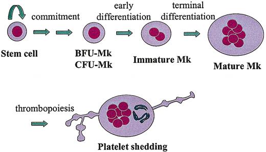 Figure 1. Thrombopoiesis. This drawing depicts the essential developmental stages of a megakaryocyte (MK), from a pluripotent stem cell to a fully differentiated, polyploid, platelet-shedding cell.