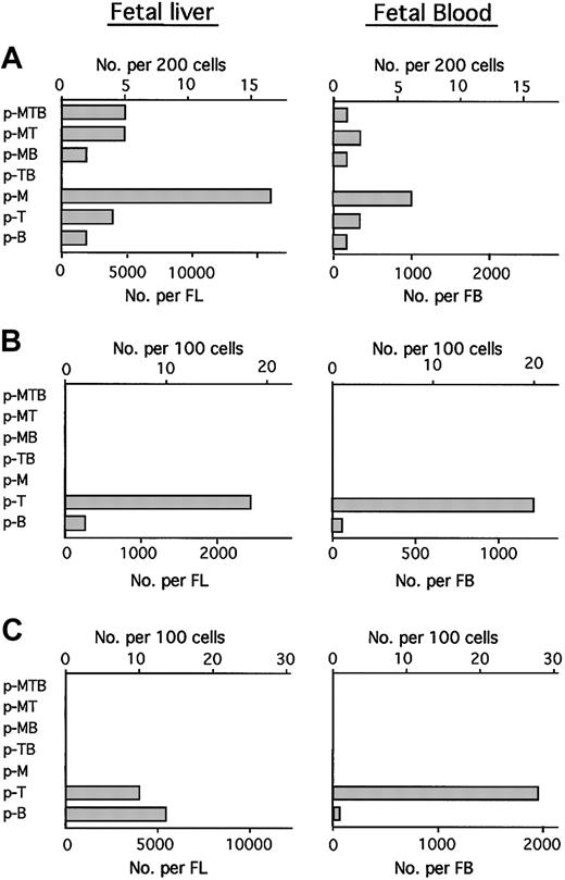 Figure 2. Identification of p-Ts in the IL-7R+ subpopulation of FB cells. Single cells from IL-7R– and IL-7R+ populations from FL and FB of 12- or 13-dpc fetuses were cultured under MLP assay conditions. Progenitor types were determined by analyzing the cells generated in each well. The frequency and total number of different types of progenitors in IL-7R– subpopulation of 12-dpc FL and FB cells (A), IL-7R+ subpopulation of 12-dpc FL and FB cells (B), and IL-7R+ subpopulation of 13-dpc FL and FB cells (C) are shown. The scales on the top and bottom of figures represent the numbers of progenitors detected among the 100 cells assayed and the estimated total number of progenitors per fetus, respectively. In calculating the number of progenitors per embryo, the cell numbers and proportions of the subpopulations in FL and FB shown in Figure 1 were used. Data are representative of 3 to 5 independent experiments.