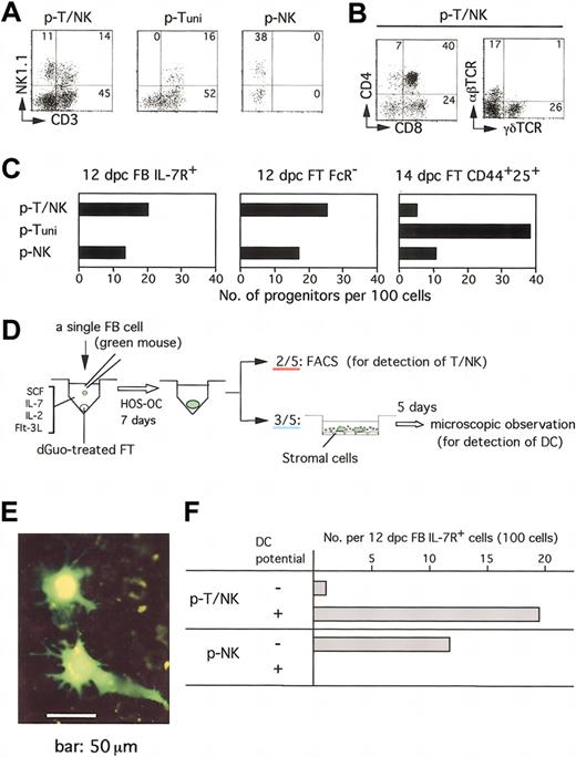 Figure 4. NK and DC potential of circulating T-cell progenitors. (A) IL-7R+ cells (100 cells) of 12-dpc FB were individually cultured for detection of potential to generate T and NK cells. Representative flow cytometric profiles of cells generated from a p-T/NK, p-NK from 12-dpc FB, p-Tuni's from 14-dpc FT are shown. (B) Representative flow cytometric profiles of cells generated from a p-T/NK for the expression of CD4 versus CD8 and TCRαβ versus TCRγδ are shown. (C) The frequencies of p-T/NKs, p-Ts, and p-NKs in IL-7R+ cells from 12-dpc FB, those in FcR– cells from 12-dpc FT, and those in CD44+CD25+ cells from 14-dpc FT are shown. (D) The procedure for the detection of T, NK, and dendritic potential of a single progenitor. (E) EGFP+ DCs generated from a single progenitor. (F) The numbers of progenitors with DC potential among p-T/NKs and p-NKs in IL-7R+ cells of 12-dpc FB are shown.