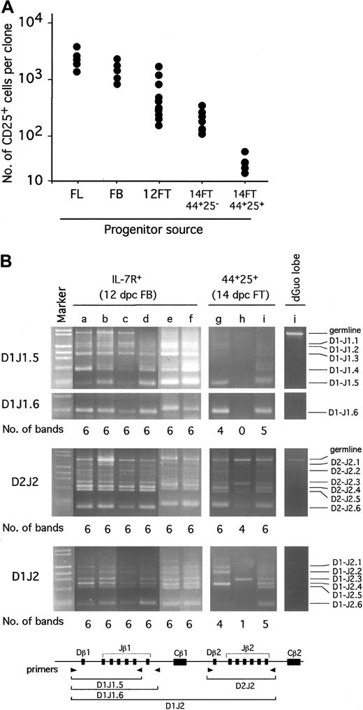 Figure 5. Pre–β rearrangement proliferation of T-cell progenitors from FL, FB, and FT. (A) IL-7R+ FL cells, IL-7R+ FB cells, and FcR– FT cells from 12-dpc Rag2–/– fetuses as well as CD44+CD25– FT cells and CD44+CD25+ FT cells from 14-dpc Rag2–/– fetuses were individually cultured with a dGuo-treated FT lobe under HOS conditions for 10 days. Numbers of CD25+ cells generated in each of the 5 to 10 clones are shown. (B) IL-7R+ FB cells (12 dpc) and CD44+CD25+ FT cells (14 dpc) from normal strain of mice (B6) were individually cultured under HOS conditions for 12 days. Genomic DNA was prepared from T cells generated in each well. Cells from a dGuo-treated lobe that was not seeded with a progenitor were used as a negative control. Each sample (equivalent to 750 cells) was PCR amplified using primers for Dβ1-Jβ1.6, Dβ2-Jβ2.6, or Dβ1-Jβ2.6, the locations of which are schematically shown under the figure.