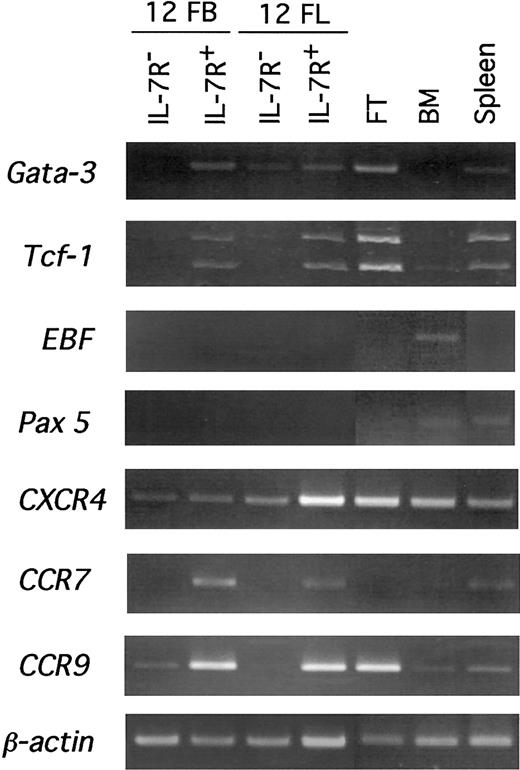 Figure 6. Expression of lymphoid lineage–associated genes and chemokine receptors in FB and FL subpopulations. The mRNA was prepared from IL-7R– and IL-7R+ cells in FB and FL from 12-dpc fetuses, mRNA from whole 18-dpc FT cells, and adult bone marrow cells (BM) was used as controls. Samples equivalent to 300 cells were analyzed by RT-PCR.