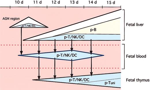 Figure 7. Model of ontogeny of T-cell and B-cell progenitors in the murine fetuses. The progenitors restricted to T, NK, and DC lineages (p-T/NK/DC), which are generated in FL, may be preferentially released in FB during 11 to 14 dpc. The B-cell lineage–restricted progenitors (p-Bs) are also generated in FL but most of them do not circulate in the blood stream. At earlier stages (10.0-11 dpc), the p-T/NK/DCs may mainly be derived from the AGM region. The p-T/NK/DCs lose NK and DC potential during intrathymic development to become unipotent T-cell progenitors (p-Tuni's). We propose that the circulating Lin–c-kit+IL-7R+ p-T/NK/DCs identified in the present study are the major source of thymic T cells. The p-T/NK/DCs in FB can also be a source of extrathymic T cells, NK cells, and DCs in developing lymphoid organs.
