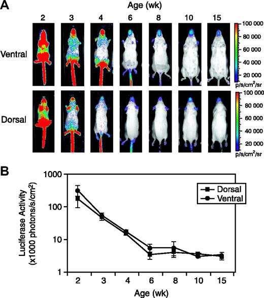 Figure 2. Vegfr2-luc expression during postnatal development. (A) Female Vegfr2-luc mice (n = 3) at the ages of 2, 3, 4, 6, 8, 10, and 15 weeks were imaged as described in “Materials and methods.” Luciferase signal was collected from the dorsal and ventral sides of the mice. The color overlay on the image represents the photons per second emitted from the animal, ranging from 104 to 106 photons/sec, as indicated by the color scales. (B) Quantification of luciferase signal from the whole body with LivingImage software (Xenogen). Luciferase activity is expressed per centimeter squared of animal surface area to correct for differences in animal sizes at different ages. Data are presented as mean ± SE (n = 3).