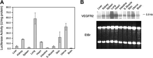Figure 3. Vegfr2-luc expression in different tissues. (A) Female Vegfr2-luc mice (n = 3) were killed at 8 weeks of age. Selected organs were excised, homogenized, and measured for luciferase activity. Data are presented as mean ± SE. (B) Northern blot analysis of VEGFR2 mRNA expression. Total RNA (4 μg per lane) from various organs of 8-week-old female Vegfr2-luc mice was extracted and analyzed. Lower panel displays an image of ethidium-bromide–stained gel to demonstrate even loading.