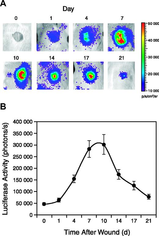 Figure 4. Vegfr2-luc expression during wound healing. Punch wounds 8 mm in diameter were generated on the backs of female Vegfr2-luc mice (n = 12). The mice were injected intraperitoneally with luciferin and imaged for 5 minutes at selected time points. (A) The day 0 image was taken immediately after wounding, and subsequent images were taken on days 1, 4, 7, 10, 14, 17, and 21 after wounding. (B) Quantification of luciferase expression (photons/s) from the wound area with LivingImage software (Xenogen). Data are shown as mean ± SE.