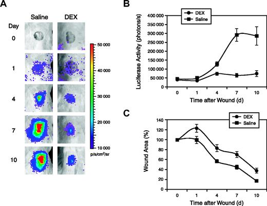 Figure 5. Inhibition of Vegfr2-luc expression and wound healing by DEX. (A) Punch wounds 8 mm in diameter were generated on the backs of female Vegfr2-luc mice (n = 8). The mice were intraperitoneally injected with luciferin and imaged for 5 minutes at various time points after wounding. The day 0 image was taken immediately after wounding. Mice were intraperitoneally injected with DEX (10 mg/kg) or saline daily beginning 1 day before the wounding. (B) Quantification of luciferase expression (photons/sec) from the wound area with LivingImage software (Xenogen). Data are shown as mean ± SE. (C) Wound area was measured and shown as a percentage of the initial wound area on day 0. Data presented are mean ± SE.