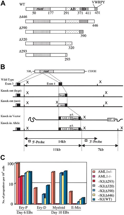 Figure 1. Two-step culture experiments for in vitro hematopoietic rescue of knock-in ES cell clones. (A) Structure of the subdomain of the AML1 molecule and the C-terminal deletion mutants used for the knock-in experiments. Numbers represent positions of the residues. Runt indicates the runt domain; AD, trans-activation domain; ID, inhibitory domain; and VWRPY, VWRPY motif. (B) Targeted insertion of the cDNA into AML1-deficient ES cells, whose disrupted alleles are indicated by insertions of hygromycin-resistant (hygr) and neomycin-resistant (neo) cassettes at exon 4. Replacement-type vector for the targeted insertion and the schema of the resultant knock-in allele are shown at the bottom. pA indicates polyadenylation signal sequences; puro, puromycin-resistance cassette. (C) Capability for in vitro differentiation of the knock-in ES cell clones for each of the AML1 mutant cDNAs in a representative 2-step replating culture experiment (see “Materials and methods”). ES cells were cultured to form embryoid bodies. Hematopoietic progenitors of individual lineages that developed within embryoid bodies were then analyzed by the second-step culture on day 6 for primitive erythroid (Ery-P) and on day 10 for those of definitive origin, among them definitive erythroid (Ery-D), granulocyte-macrophage and macrophage (Myeloid), and mixed lineages including erythroid (E-Mix). Columns indicate numbers of progenitors per 105 disaggregated cells in culture.