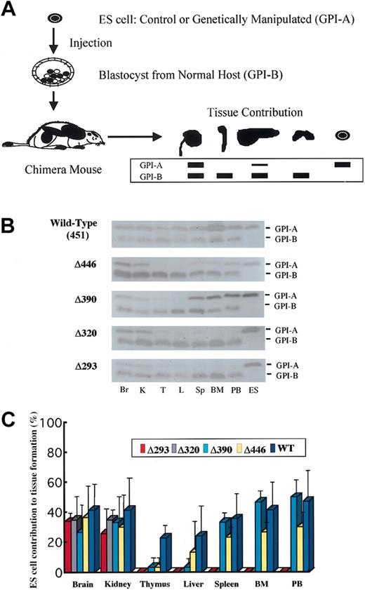 Figure 2. GPI isozyme analysis for the contribution by the knock-in ES clones to tissue in the chimera mice. (A) Schematic representation of the procedure for GPI analysis (see “Materials and methods”). (B) Representative results of the assay for chimera mice generated with knock-in clones for each of the AML1 mutant cDNAs. Lysates from tissues were separated by electrophoresis and stained for GPI activity. Contribution by ES cells is indicated by the GPI-A isoform, and that by host-derived cells is indicated by the GPI-B isoform. Results shown are for brain (Br), kidney (K), thymus (T), liver (L), spleen (Sp), bone marrow (BM), and peripheral blood (PB), with ES cells as GPI-A controls. (C) Columns with bars signifying standard deviation indicate quantification of tissue contributions by knock-in clones. Seven chimera mice were analyzed for full-length AML1 (WT: 451), 4 each for Δ446, Δ390, and Δ320, and 5 for Δ293 knock-in clones.