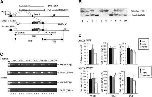 Figure 3. Procedure for generating germline mice carrying the knock-in AML1 allele. (A) Procedure for the targeted insertion (knock-in) of full-length AML1 cDNA or of the Δ446 mutant into wild-type ES cells by homologous recombination. (B) Southern blot analysis of the knock-in allele using XbaI-digested genomic DNA obtained from a representative litter of crossed Δ446-heterozygotes. Lanes 1, 5, and 6: wild-type (+/+). Lanes 4, 7, and 10: homozygote (Δ446/Δ446). Remaining lanes: heterozygote (+/Δ446). (C) Semiquantitative RT-PCR for comparison of the expression of AML1 with that of the HPRT gene in wild-type germline mice (+/+), those homozygous for full-length cDNA (WT/WT), and those homozygous for Δ446 (Δ446/Δ446) genotypes (see “Materials and methods”). Results for 2 independent mice of each genotype are shown. Serially diluted cDNA pools were analyzed. Lanes a, b, and c: 5–2, 5–3, and 5–4 dilutions, respectively. M indicates marker. (D) Peripheral blood cell counts for the mutant mice compared with those for the matched-sibling control mice are indicated by columns. Bars signify standard deviations.