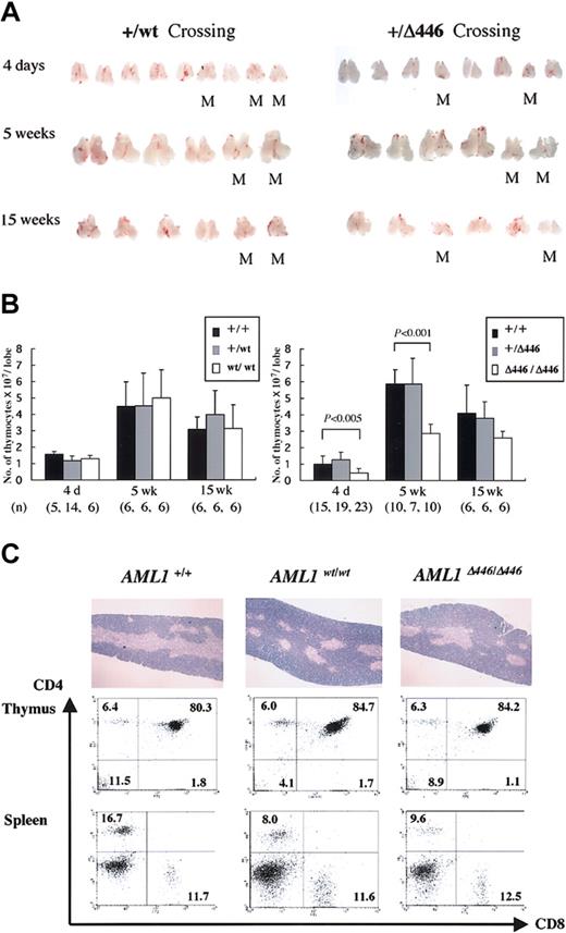 Figure 4. Reduced thymus size found in born AML1Δ446/Δ446 mice. (A) Macroscopic appearance of the dissected thymus from representative litters resulting from intercrossing of mutant mice heterozygous for either full-length cDNA knock-in (+/WT) or Δ446 mutant knock-in (+/Δ446) at the age of 4 days, 5 weeks, and 15 weeks. M indicates homozygous mutants. (B) Columns with bars for standard deviation indicate the number of cells per one lobe of thymus from littermate mice of each genotype. Numbers of mice examined are indicated in parentheses at the bottom. Statistically significant differences are shown as P values. (C) Microscopic appearance of hematoxylin-eosin–stained sections of the thymus are illustrated in the top panels (original magnification, × 13.2), and results of flow cytometric analysis of the CD4 and CD8 expression for thymocytes and splenic T cells are shown below.