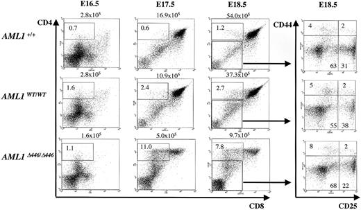 Figure 5. Effects of Δ446 mutation on CD4 and CD8 expression during T-cell ontogeny. Embryonic thymi from wild-type (AML1+/+), AML1WT/WT, and AML1Δ446/Δ446 genotypes at several developmental stages, including E16.5, E17.5, and E18.5, were analyzed for CD4 and CD8 expression by flow cytometric analysis. Δ446 mutation resulted in an increase in the CD4 SP cell population, as indicated. Total numbers of thymus cells are shown above the quadrant graphs. Double-negative populations at E18.5 were further analyzed by 4-color analysis for CD25 and CD44 expression, as shown in the panels on the right. Thymi from the Δ446 mutants showed no difference in DN-stage progression compared with those from controls.