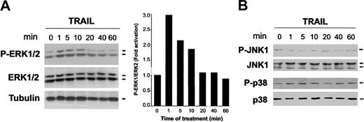 Figure 4. Time-course analyses of ERK1/2, p38/MAPK, and JNK1 phosphorylation in erythroid cells in response to TRAIL. CD34+ cells were cultured in the presence of EPO + IL-3 + SCF for 6 days and then were exposed to TRAIL for the indicated times. Equal amounts of cell lysates were analyzed for ERK1/2 (A), JNK1, and p38/MAPK (B) phosphorylation by Western blot analyses using antibodies specific for the native form of the kinases and for residues that are phosphorylated in each kinase upon activation. Tubulin staining is also shown as loading control. In panel A, protein bands were quantified by densitometry and level of P-ERK1/2 was calculated for each time point, after normalization to ERK1/2 in the same sample. Unstimulated basal expression was set as unity. A representative of 3 separate experiments is shown.
