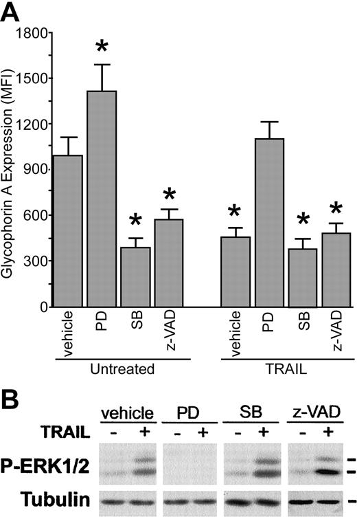 Figure 5. Effect of pharmacologic inhibitors on erythroid differentiation. CD34+ cells were cultured for 6 days in the presence of EPO + IL-3 + SCF. At this time point, cultures were preincubated with vehicle (0.1% DMSO), PD98059 (PD, 10 μM), SB203580 (SB, 10 μM), or z-VAD-fmk (z-VAD, 20 μM) before treatment with TRAIL. (A) Surface glyophorin A expression, reported as MFI, was measured by flow cytometry. Data represent the means ± SDs of 4 different experiments; *P < .05, compared with untreated culture. (B) The level of phosphorylated ERK1/2 was analyzed in cell lysates at 5 minutes of TRAIL treatment. Equal loading was confirmed by tubulin staining. This experiment is representative of 3 independent experiments that gave similar results.
