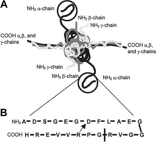 Figure 1. A schematic diagram of fibrinogen E-fragment and alphastatin. (A) The central domain of fibrinogen, fibrinogen E fragment, consists of 2 α chains (black), 2 β chains (dark gray), and 2 γ chains (light gray). Alphastatin is located at the amino terminus of each of the α chains, a region which contains fibrinopeptide A (FpA). (B) Alphastatin, the first 24 amino acids of the α chain, consists of a β bend stabilized by a salt bridge between R19 and D7 (arrow). The thrombin cleavage site is denoted by a vertical line and the sequence of FpA is from A-R.