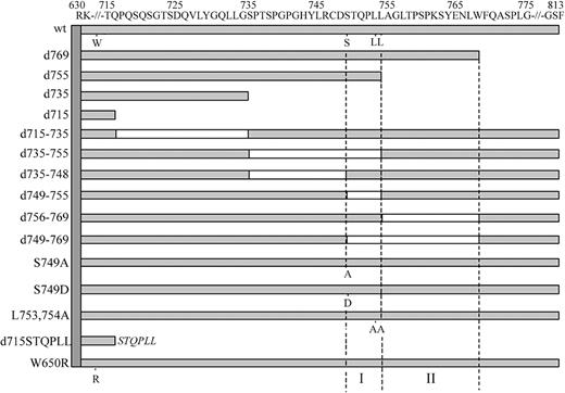 Figure 1. Schematic representation of the intracellular domain of wild-type and mutant G-CSF receptors. Open boxes represent deleted regions in these mutants. Single amino acid changes of W650, S749, L753, and L754 are indicated. The vertical dotted lines depict the 2 internalization motifs (I and II) identified in this study.