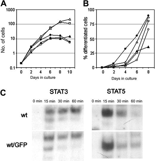 Figure 2. Characterization of the G-CSF responsiveness of myeloid 32D cells expressing wt or EGFP-fused wt G-CSF-R. (A) Cell proliferation of individual 32D.cl8.6 clones expressing wt G-CSF-R (closed symbols) or wt G-CSF-R/EGFP (open symbols). Graphs are from independent clones. (B) Maturation of 32D.cl8.6 clones of panel A expressed as the percentage of neutrophils within the living cell population. (C) EMSA showing kinetics of STAT3 and STAT5 activation in 32D clones expressing wt G-CSF-R or wt G-CSF-R/EGFP. Cells were serum starved for 4 hours, stimulated with G-CSF for 0, 15, 30, or 60 minutes, and assayed by EMSA using m67 (STAT3) and β-cas (STAT5) probes. The upper band in the STAT3 EMSA represents STAT3/STAT3, the middle band STAT1/STAT3, and the lowest (weak) band STAT1/STAT1 complexes. Data are representative of 3 independent experiments with different cell clones.