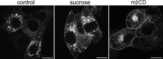 Figure 5. Increased cell-surface expression of G-CSF-R/EGFP on cells in hypertonic sucrose or methyl-β-cyclodextrin. Stably transfected 3T3 cells were plated on glass coverslips and either left untreated (left panel) or incubated in 0.45 M sucrose (middle panel) or 5 mM methyl-β-cyclodextrin (mβCD, right panel) for 3 hours before fixation and examination by confocal microscopy. Confocal micrographs are representative of the distribution of wt G-CSF-R/EGFP in the entire cell population. Scale bars are 10 μm.