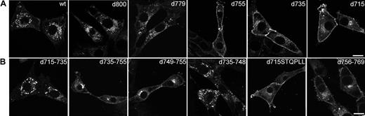 Figure 6. Distribution of wt and mutant EGFP-fused G-CSF-R in 3T3 cells. 3T3 cells were stably transfected with (A) wt or truncated EGFP-fused G-CSF-R constructs or (B) EGFP-fusion constructs with internal deletions, fixed, and observed using CLSM. Confocal micrographs are representative of the distribution of the various EGFP-fused G-CSF-R constructs in the entire population. Scale bars are 10 μm.