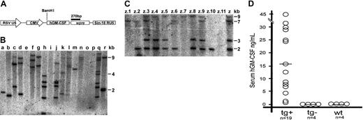 Figure 1. NOD/scid lentiviral transgenesis and hGM-CSF expression. (A) Schematic diagram of the prrl CMV hGM-CSF lentiviral vector. (B) Proviral transgene insertion in F0 mice (a-r) generated by subzonal hGM-CSF–lentivirus vector microinjection of single-cell embryos. A Southern blot analysis of BamHI-digested tail genomic DNA probed with a 270-bp fragment corresponding to a wpre gene present in the lentiviral vector is shown. Each band represents a proviral insertion. (C) Germ line transmission and allele segregation of the proviral transgene. A Southern blot analysis of genomic DNA of founder (Z) and F1 offspring (z.1 to z.11) resulting from the cross with a wild-type NOD/scid mouse is shown. (D) hGM-CSF expression in serum of hGM-CSF transgenic (tg+), nontransgenic (tg-), and wild-type (wt) NOD/scid mice. Each circle indicates an individual mouse and each horizontal bar shows an arithmetical average.