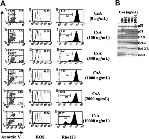 Figure 1. Clinical concentrations of CsA do not induce apoptosis of murine BMDCs. On day 3, DCs cultured in GM-CSF and IL-4 were treated with different concentrations of CsA, as indicated, for 72 hours. On day 6, DCs were harvested and analyzed. (A) Apoptosis assay of CsA-treated DCs. DCs treated with CsA were labeled with annexin V/PI (left; numbers indicate percentages of PI- or annexin V–positive cells), DHR123 (middle; labels indicate mean fluorescence intensity of shaded histogram), and rhodamine 123 (rho123; right; labels indicate percentage of R123low DCs) to detect early apoptosis, ROS production, and mitochondrial membrane potential, respectively. (B) Western blot analysis of apoptosis-associated molecules in DC lysates.