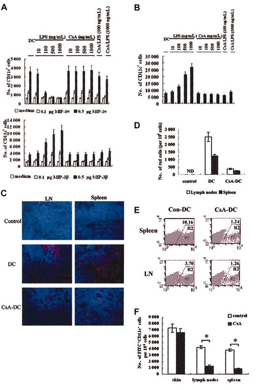 Figure 3. In vitro and in vivo DC migration assay. (A) In vitro chemoattraction assay of CsA- and LPS-treated murine DCs in response to MIP-1α (upper panel) or MIP-3β (lower panel). (B) Reverse transmigration assay of CsA-treated murine DCs. No chemokines were added to the lower chamber. In panels A-B, if not specifically indicated, the CsA concentration used was 1 μg/mL. (C-D) CsA treatment impairs PKH-26–labeled murine DC migration into spleen and lymph nodes (LN). (C) Immunofluorescence microscopy of PKH-26–positive cells in spleen and LNs. Results here are representative of sections derived from at least 3 samples. Red cells are PKH-26 labeled DCs, and blue cells are stained with Hoechst. Original magnification, × 400. (D) FACS enumeration of PKH-26–positive cells in spleen and LNs. ND indicates not detected. (E) FACS analysis of DCsGFP+/+ (R2 region) in spleen and LNs following injection into skin transplants. Labels indicate percentage of GFP+ cells in cell suspensions. (F) CsA does not affect numbers of FITC+CD11c+ DCs in skin but decreases the frequency of these cells in spleen and LNs. Mice treated with CsA (20 mg/kg) for 7 days were painted with FITC and then intravenously injected with LPS. Twelve hours later, FITC+CD11c+ cells in skin, spleen, and LN cell suspensions were counted using FACS. Results are expressed as means ± SD (A-B, D). Results in panel F represent 3 independent experiments. Asterisks in panel F indicate P < .05.