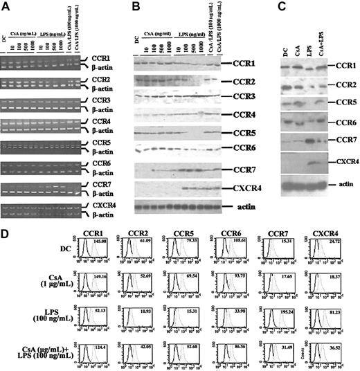 Figure 4. CsA treatments result in alterations to LPS-induced CKR expression. Murine BMDCs (day 5 DCs) were treated as indicated, harvested, and total RNA or total protein extracted. RT-PCR (A) and Western blot assay (B) were performed to examine CKR expression. (C-D) CKR expression in human MoDCs. DCs (day-6 DCs) were treated with CsA (1 μg/mL), LPS (100 ng/mL), or CsA (1 μg/mL) plus LPS (100 ng/mL) and then analyzed by Western blot (C) and FACS assays (D).
