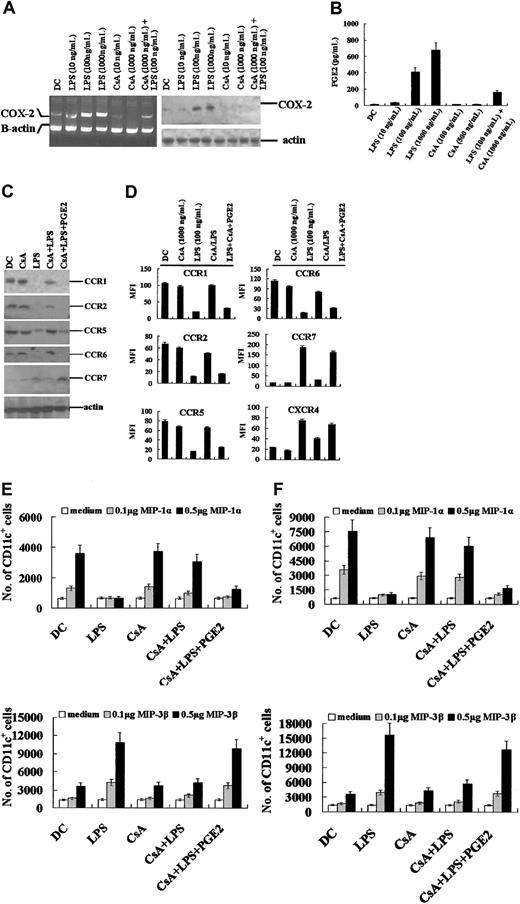 Figure 5. PGE 2 rescues the migratory pattern of CsA-treated DCs. (A) CsA inhibits LPS-induced COX-2 expression. Murine bone marrow–derived DCs were treated as indicated and COX-2 expression assayed by RT-PCR and Western blot assays. CsA/LPS: Day 5 DCs were treated with CsA (1 μg/mL) for 12 hours, and then LPS (100 ng/mL) was added for the final 12 hours. (B) CsA inhibits PGE2 production of LPS-stimulated murine DCs. (C) Western blot assay of CKR expression by murine BMDCs following supplementation with PGE2 (1 μg/mL). (D) FACS analysis of CKR expression on PGE2-supplemented human MoDCs. Results presented as mean fluorescence intensity (MFI) ± SE. (E-F) PGE2 restores responsiveness of CsA-treated murine BMDCs (E) and human MoDCs (F) to MIP-1α or MIP-3β. In panels C-F, day 5 DCs were treated by CsA (1 μg/mL) for 48 hours and stimulated by LPS (100 ng/mL) in the last 24 hours. Results in panels B and D are expressed as means ± SEM; results in panels E-F are expressed as means ± SD.