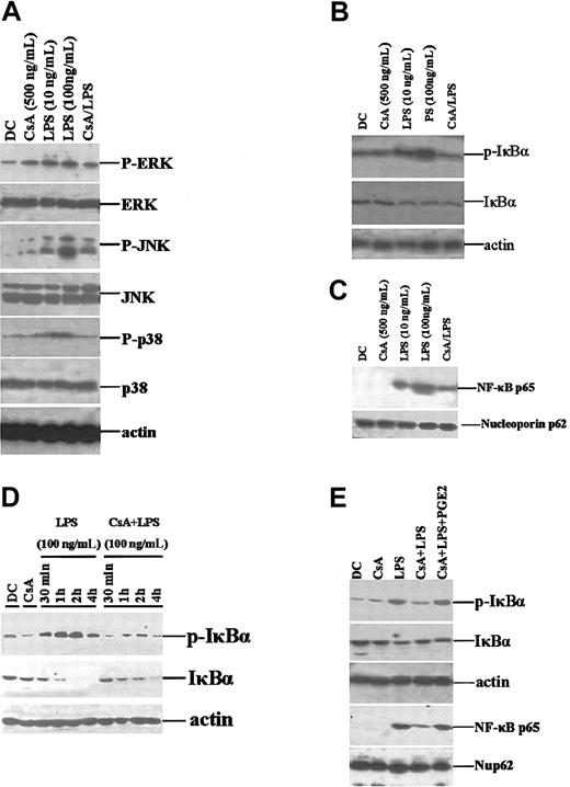 Figure 6. CsA inhibits ERK, JNK, and p38 activation and NF-κB nuclear translocation. (A) CsA inhibits MAPK activation. Day 5 murine BMDCs were treated with CsA (1 μg/mL) for 12 hours or stimulated with LPS (100 ng/mL) for 30 minutes, at the indicated concentrations. Total cell lysates were prepared and analyzed for phospho-ERK1/2 (p-ERK), phospho-JNK (p-JNK), and phospho-p38 (p-p38) expression. Unphosphorylated proteins were also detected using specific antibodies. (B) CsA inhibits LPS-induced I-κBα activation. BMDCs were treated as in panel A. (C) CsA inhibits LPS-induced NF-κB nuclear translocation. Nuclear proteins were extracted from cells, treated as above, and Western blotted for NF-κBp65. (D) CsA inhibits the activation and degradation of I-κBα induced by pulsing with LPS. BMDCs were stimulated with LPS/CsA as indicated. (E) PGE2 restores the activation of I-κBα and NF-κBp65. BMDCs were treated as in panel A.