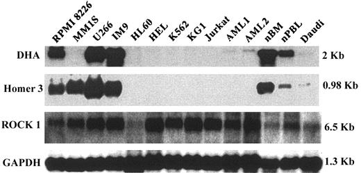 Figure 2. Northern blot analysis of DHA, ROCK-1, and Homer-3. mRNA expression was analyzed in 4 myeloma cell lines (RPMI 8226, MM1S, U266, and IM9), 5 leukemia cell lines, HL60 (acute promyelocytic leukemia), HEL (erythroleukemia), K562 (chronic myelogenous leukemia), KG1 (acute myelogenous leukemia), Jurkat (acute T-cell leukemia), 1 Burkitt lymphoma cell line (Daudi), 2 primary AML cells, and PBL and BM from healthy donors.