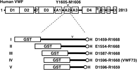 Figure 1. Structures of VWF and fusion proteins for ADAMTS-13 substrate. The domain structure of human preproVWF is shown above the structures of recombinant fusion proteins designed in the present study. Amino acid residues of preproVWF are numbered from the initiating Met codon. The locations of 5 kinds of structural domains (A, B, C, D, and CK) are indicated. The mature VWF secreted from cells consists of 2050 residues (S764-K2813) from the D′ domain to the C-terminal CK domain. ADAMTS-13 cleaves the Y1605-M1606 peptidyl bond in the A2 domain (D1498-L1664). We made 5 different recombinant proteins flanked with GST- and H-tags: GST-D1459R1668-H (I), GST-E1554R1668-H (II), GST-D1587R1668-H (III), GST-D1596R1668-H (IV), and GST-D1596R1659-H (V).