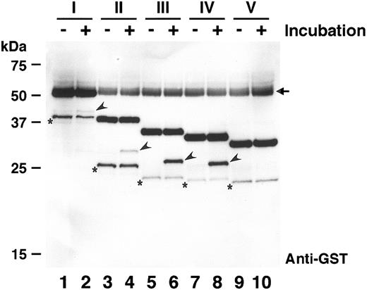 Figure 3. Cleavage of recombinant proteins by normal plasma. The recombinant substrates (I-V) were incubated with normal plasma at 37°C for 0 hours (lanes 1, 3, 5, 7, and 9) or 1 hour (lanes 2, 4, 6, 8, and 10). Both substrates and products were detected by Western blot using anti-GST. The product bands including N-terminal GST-tag are indicated by arrowheads. Substrates III and IV were cleaved more efficiently than I and II, and substrate V was not cleaved. The arrowed bands observed in all lanes are nonspecific signals derived from plasma albumin. The bands with asterisks, probably contaminating degradation products, are reproducible background signals.