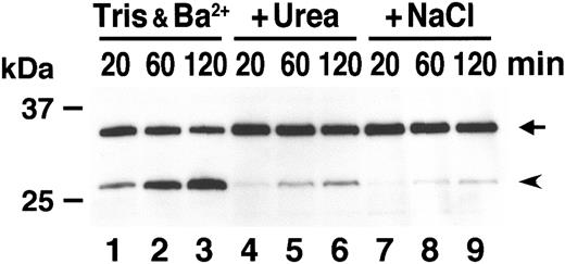 Figure 4. Effect of urea and ion strength on cleavage. GST-VWF73-H was incubated with normal plasma for the indicated time in reaction buffer (5 mM Tris-HCl, 10 mM BaCl2, pH 8.0) (lanes 1-3) or in the same buffer supplemented with either 1.5 M urea (lanes 4-6) or 150 mM NaCl (lanes 7-9). The substrate and product bands are shown by an arrow and an arrowhead, respectively.